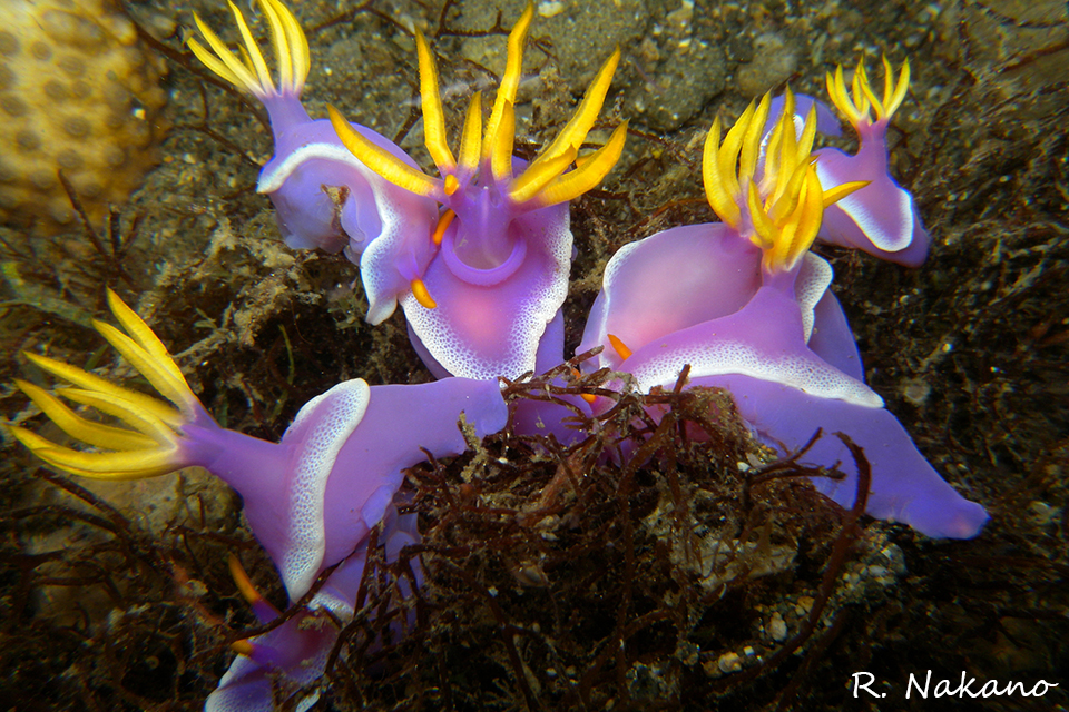全日本ウミウシ連絡協議会 活動内容1